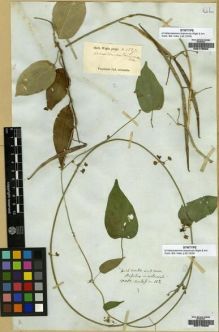 Type specimen at Edinburgh (E). Wallich, Nathaniel: ASCLEP. 112. Barcode: E00179589.