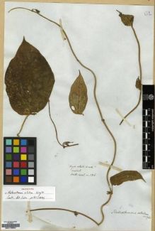 Type specimen at Edinburgh (E). Wallich, Nathaniel: ASCL. NO. 136. Barcode: E00179594.