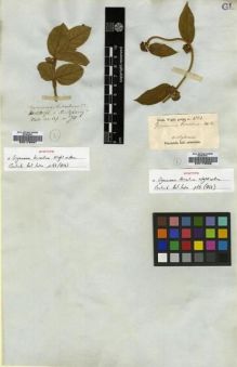Type specimen at Edinburgh (E). Wallich, Nathaniel: ASCLEP. NO. 70. Barcode: E00179597.