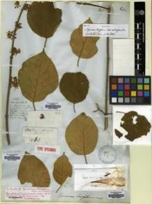 Type specimen at Edinburgh (E). Wallich, Nathaniel: 68.A. Barcode: E00179602.