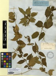 Type specimen at Edinburgh (E). Wight, Robert: 1534. Barcode: E00179606.