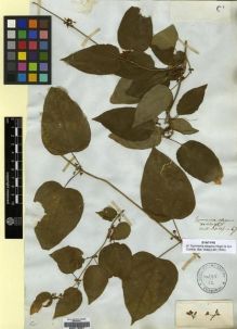 Type specimen at Edinburgh (E). Wallich, Nathaniel: ASCLEP NO. 67. Barcode: E00179607.