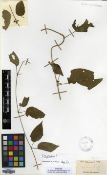 Type specimen at Edinburgh (E). Wight, Robert: 1534. Barcode: E00179612.
