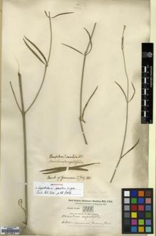 Type specimen at Edinburgh (E). Buchanan-Hamilton, Francis: 755. Barcode: E00179614.
