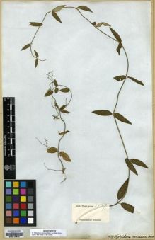 Type specimen at Edinburgh (E). Wight, Robert: HERB. NO.1537. Barcode: E00179622.
