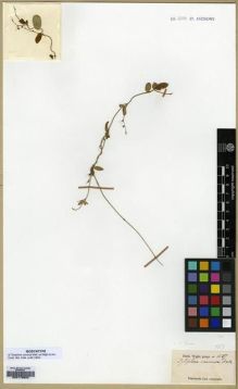 Type specimen at Edinburgh (E). Wight, Robert: HERB. NO.1537. Barcode: E00179623.