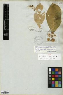 Type specimen at Edinburgh (E). Wallich, Nathaniel: 91.B. Barcode: E00179642.