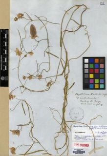 Type specimen at Edinburgh (E). Wallich, Nathaniel: 95.A. Barcode: E00179643.