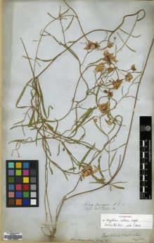 Type specimen at Edinburgh (E). Wallich, Nathaniel: 8220.A. Barcode: E00179644.