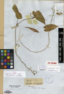 Type specimen at Edinburgh (E). Wallich, Nathaniel: ASCL. N. 80.A. Barcode: E00179652.