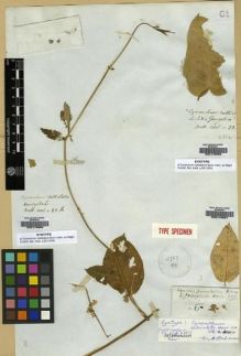 Type specimen at Edinburgh (E). Wallich, Nathaniel: ASCL. N. 83.B. Barcode: E00179656.