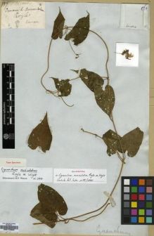 Type specimen at Edinburgh (E). Wallich, Nathaniel: ASCL. 137. Barcode: E00179663.