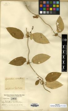 Type specimen at Edinburgh (E). Buchanan-Hamilton, Francis: 768. Barcode: E00179669.