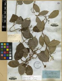 Type specimen at Edinburgh (E). Graham: 48. Barcode: E00179676.
