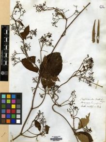 Type specimen at Edinburgh (E). Wallich, Nathaniel: . Barcode: E00179681.