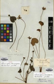 Type specimen at Edinburgh (E). Wallich, Nathaniel: 3755. Barcode: E00179710.