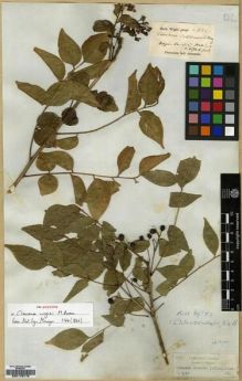 Type specimen at Edinburgh (E). Wight, Robert: 329.B. Barcode: E00179715.