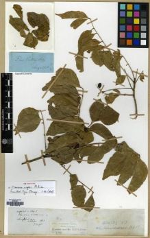 Type specimen at Edinburgh (E). Wight, Robert: 329.B. Barcode: E00179716.