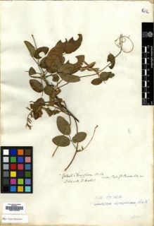 Type specimen at Edinburgh (E). Hooker, Joseph: . Barcode: E00179721.