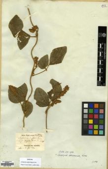 Type specimen at Edinburgh (E). Wight, Robert: 872. Barcode: E00179722.