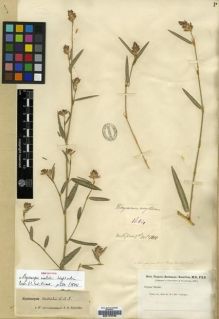 Type specimen at Edinburgh (E). Buchanan-Hamilton, Francis: 1684. Barcode: E00179726.