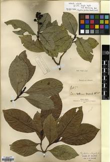 Type specimen at Edinburgh (E). Wight, Robert: 405. Barcode: E00179735.