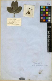 Type specimen at Edinburgh (E). Wight, Robert: 913. Barcode: E00179737.