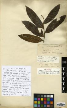 Type specimen at Edinburgh (E). Cultivated Plant (Non RBGE) (CULT): . Barcode: E00179752.