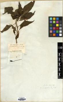 Type specimen at Edinburgh (E). Wight, Robert: 2242. Barcode: E00179757.