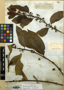 Type specimen at Edinburgh (E). Wight, Robert: 985. Barcode: E00179766.