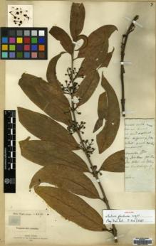 Type specimen at Edinburgh (E). Wight, Robert: 985. Barcode: E00179767.