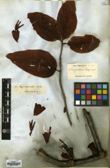 Type specimen at Edinburgh (E). Wight, Robert: 2437. Barcode: E00179768.