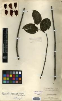 Type specimen at Edinburgh (E). Wight, Robert: 2437. Barcode: E00179769.