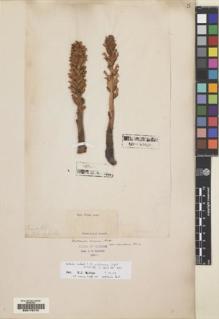 Type specimen at Edinburgh (E). Wight, Robert: . Barcode: E00179770.