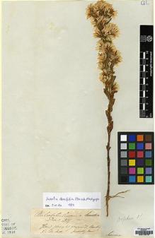 Type specimen at Edinburgh (E). Scott: 5. Barcode: E00179773.