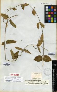 Type specimen at Edinburgh (E). Wight, Robert: 1543.B. Barcode: E00179776.