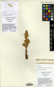 Type specimen at Edinburgh (E). Foley, Michael: 162. Barcode: E00180154.