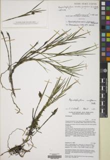 Type specimen at Edinburgh (E). Edwards, P.: 4327. Barcode: E00180193.