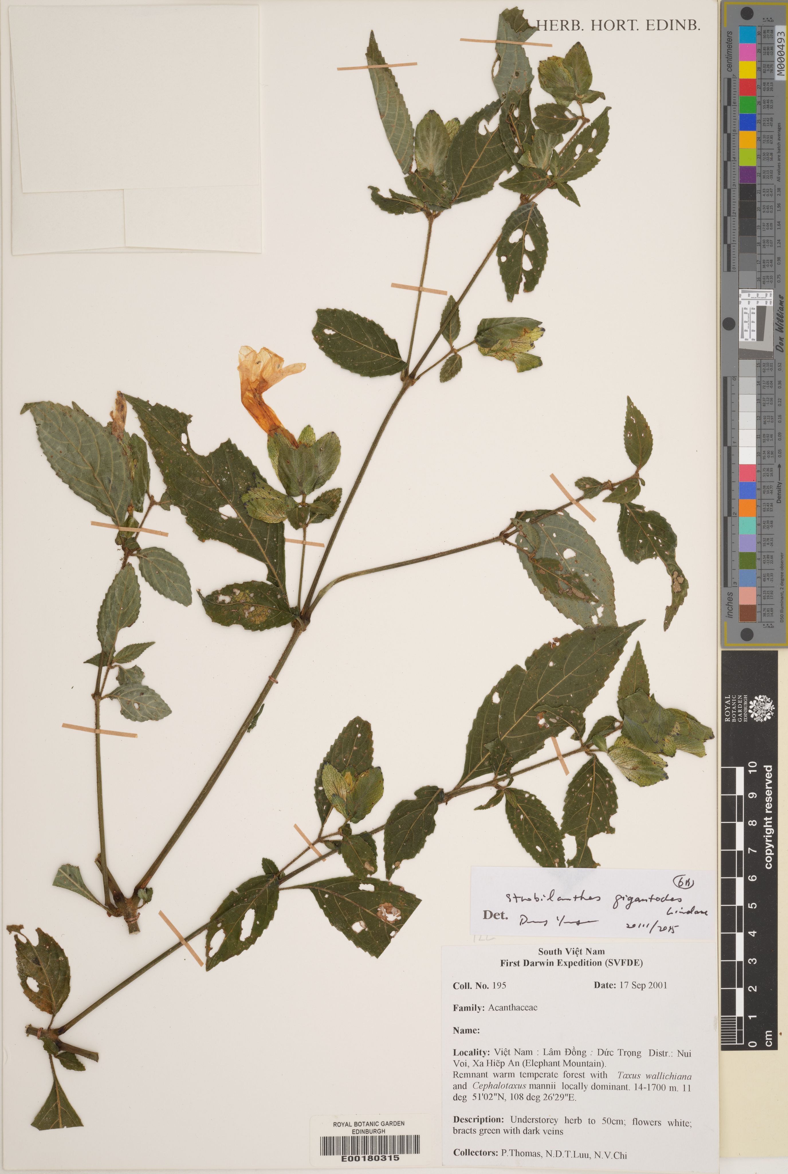 Strobilanthes gigantodes — ảnh 2