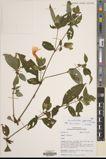 Strobilanthes gigantodes — ảnh 3
