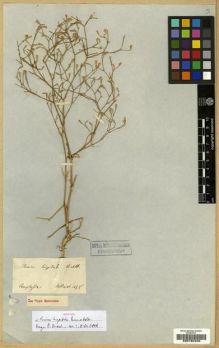 Type specimen at Edinburgh (E). Von Heldreich, Theodor: . Barcode: E00180405.