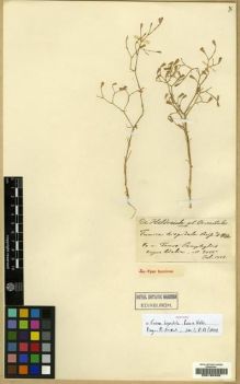 Type specimen at Edinburgh (E). Von Heldreich, Theodor: . Barcode: E00180406.