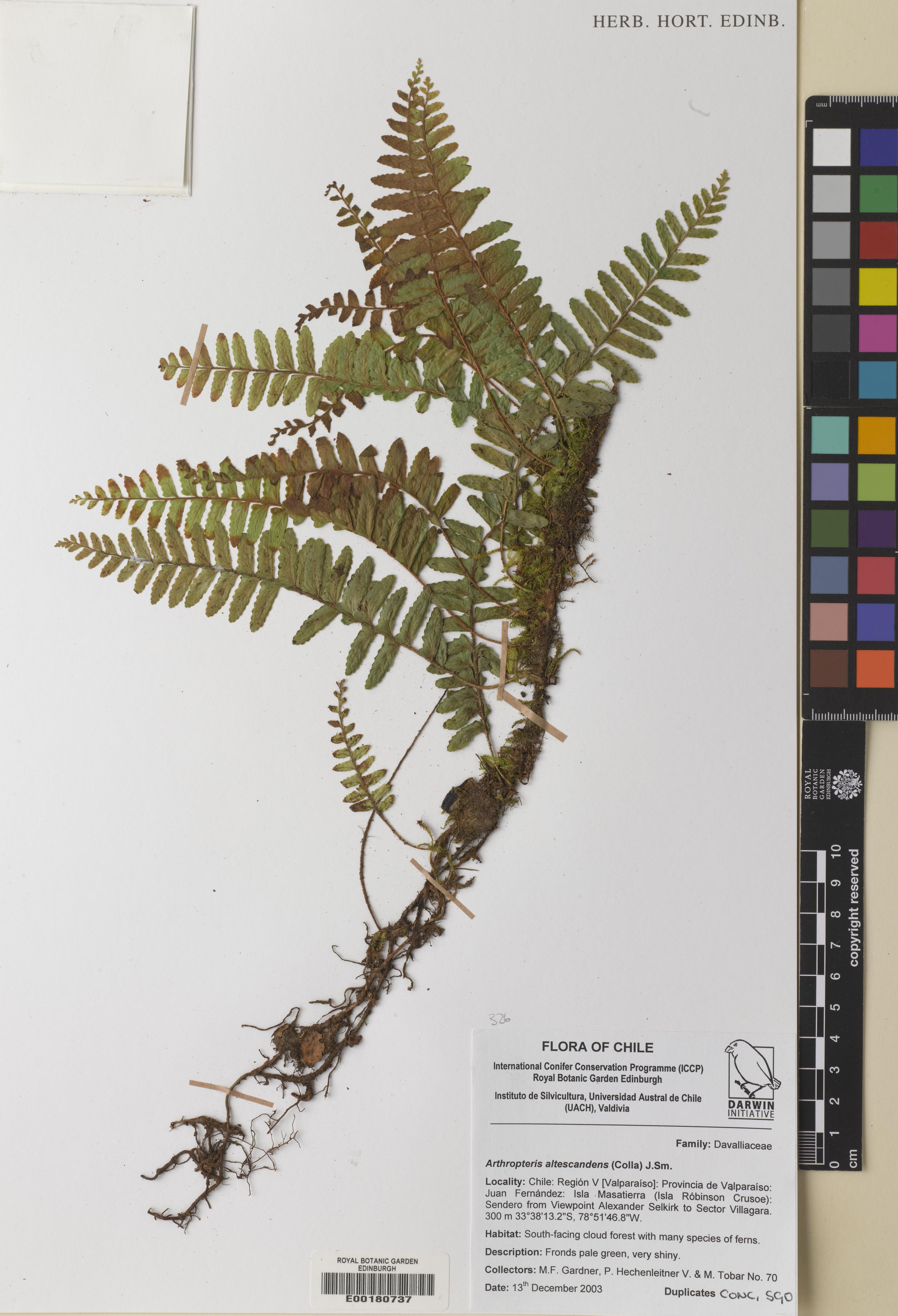 Arthropteris altescandens photograph 3