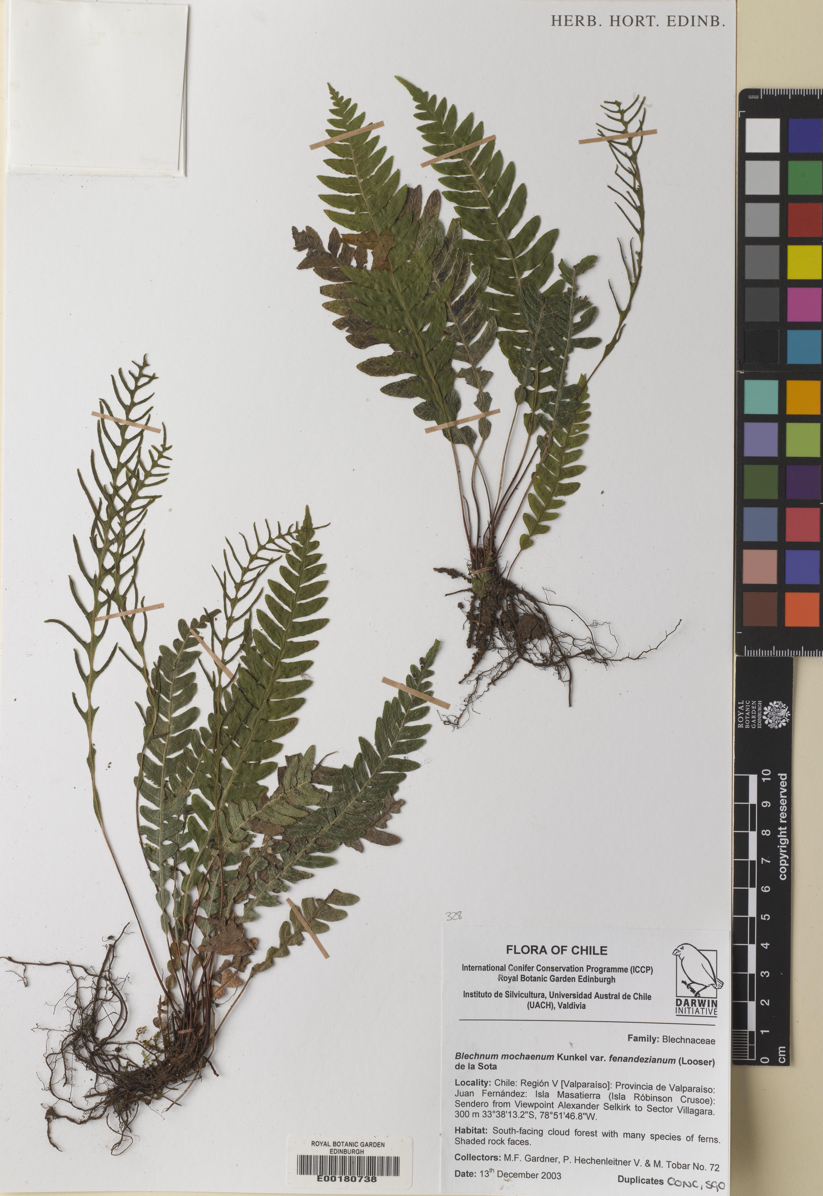 Austroblechnum fernandezianum