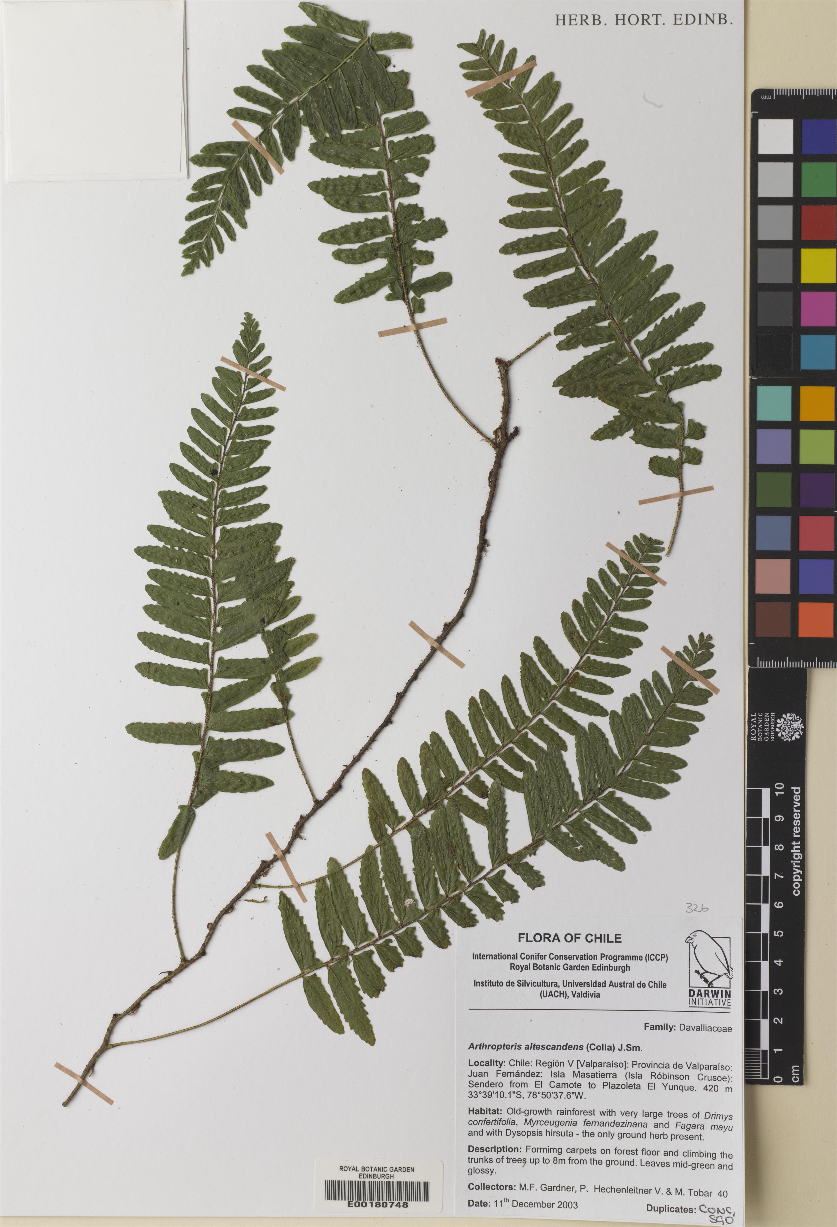 Arthropteris altescandens photograph 2