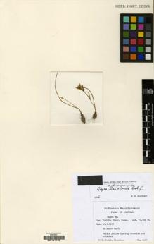 Type specimen at Edinburgh (E). Stainton, John: 2495. Barcode: E00181166.