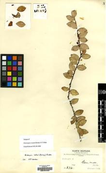 Type specimen at Edinburgh (E). Bang, Miguel: 876. Barcode: E00181220.