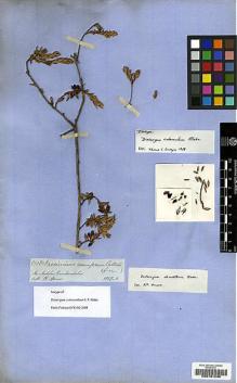 Type specimen at Edinburgh (E). Spruce, Richard: 5138. Barcode: E00181236.