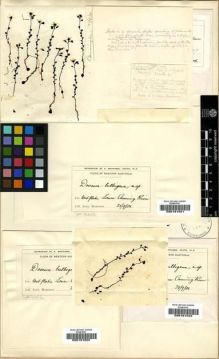 Type specimen at Edinburgh (E). Morrison, Alexander: . Barcode: E00181521.