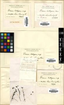 Type specimen at Edinburgh (E). Morrison, Alexander: . Barcode: E00181523.